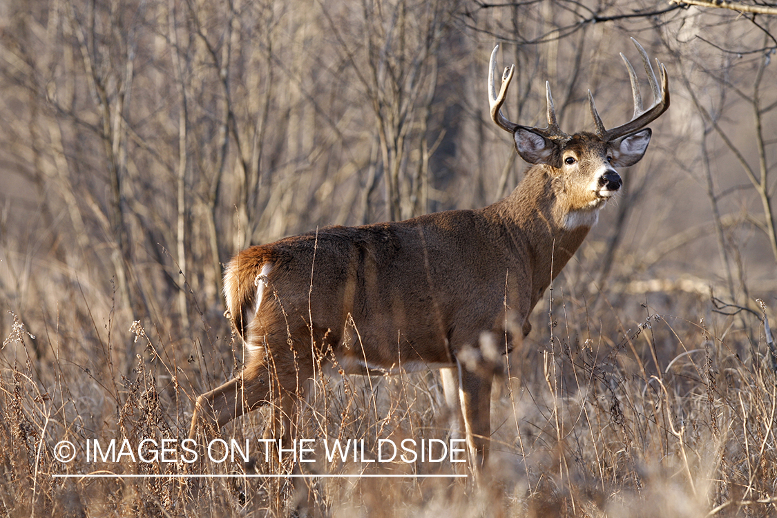 White-tailed buck in habitat. 