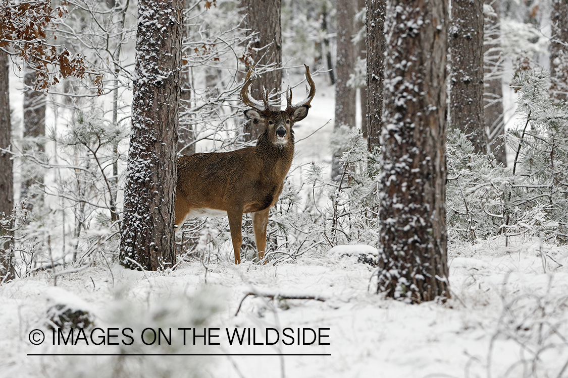 White-tailed buck in winter habitat.