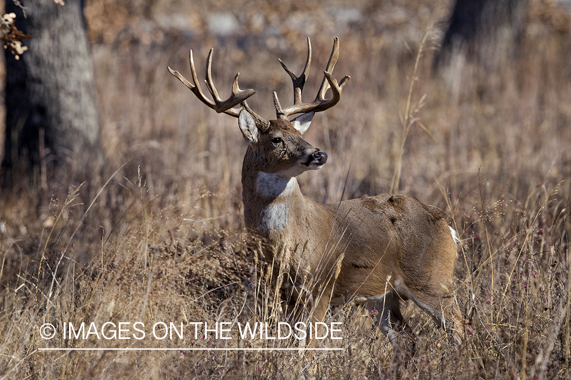 White-tailed buck in habitat.