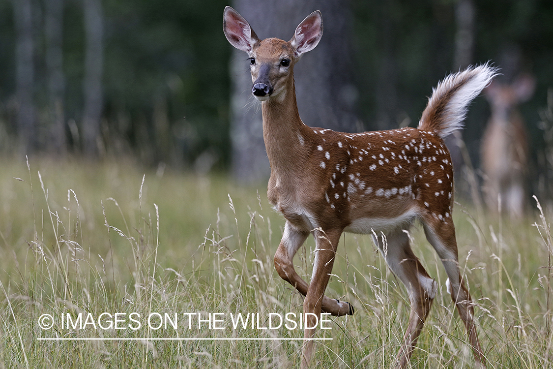 White-tailed fawn in habitat.