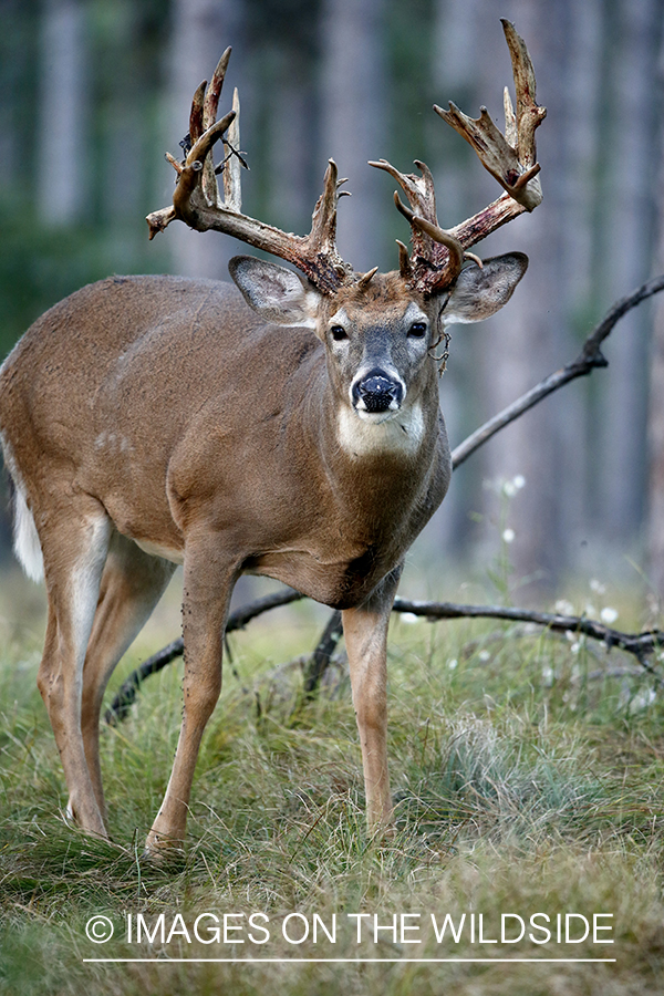 White-tailed buck shedding Velvet.