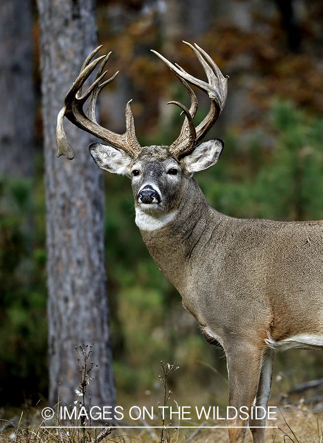 White-tailed buck in woods.