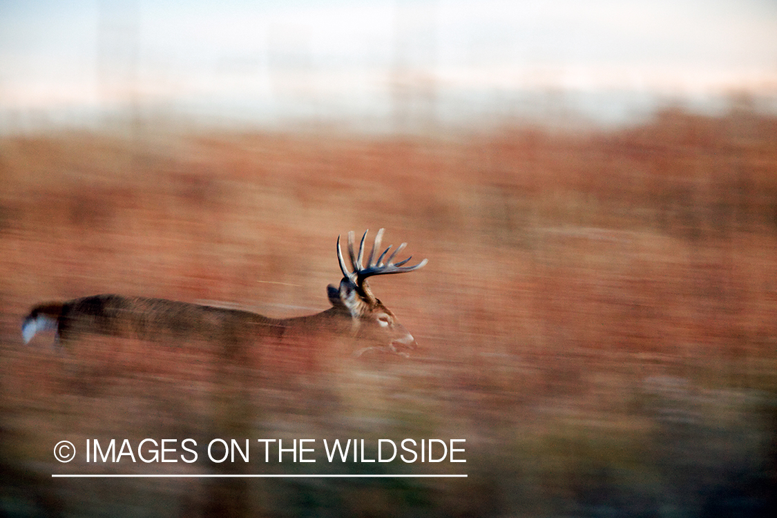 White-tailed buck in field.