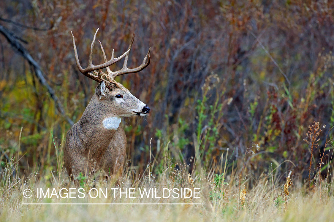 White-tailed buck in habitat.