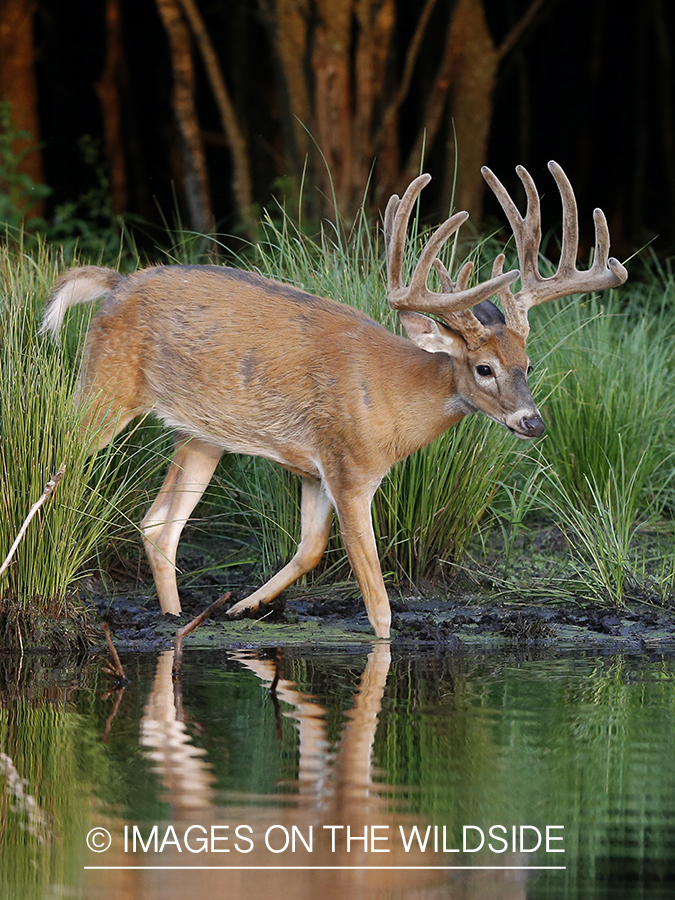 White-tailed buck in velvet next to water.