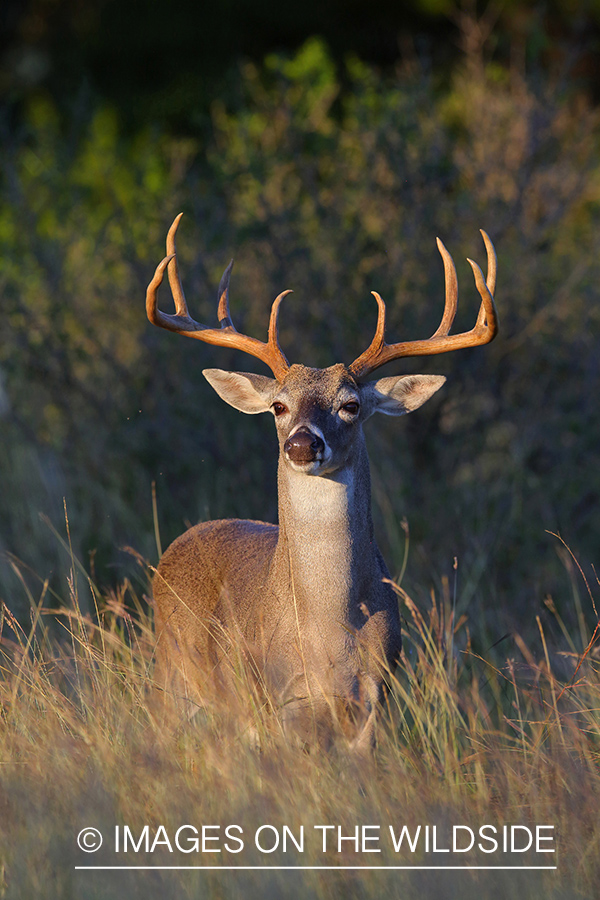 White-tailed deer.