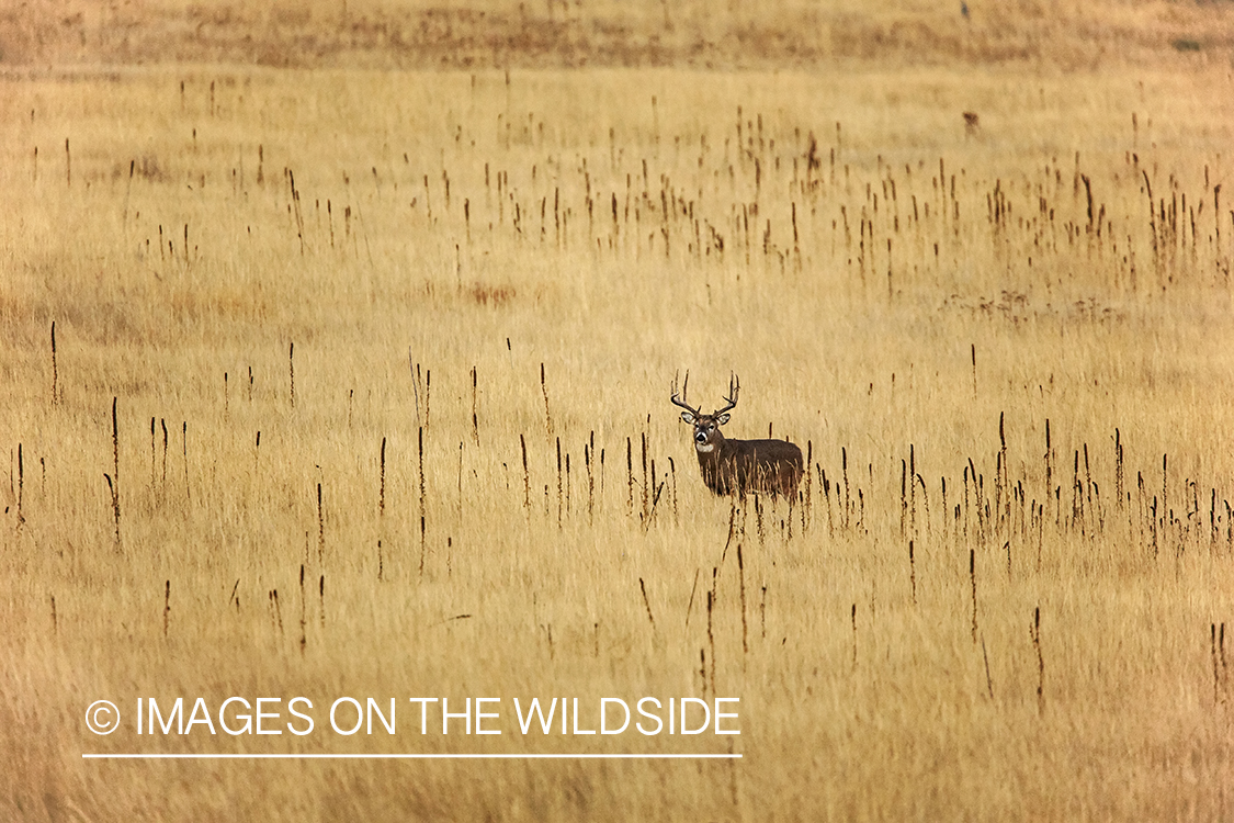 White-tailed buck in field.