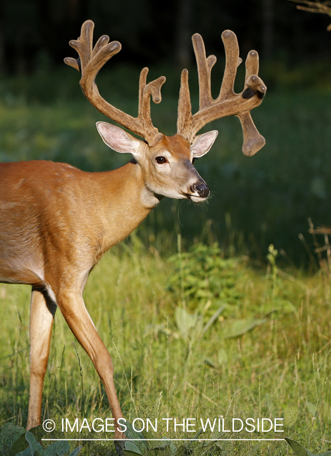 White-tailed buck in field.