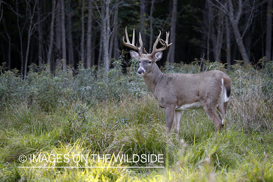 White-tailed buck in the rut.