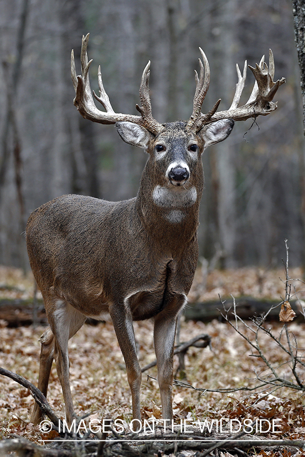 White-tailed buck in the rut.