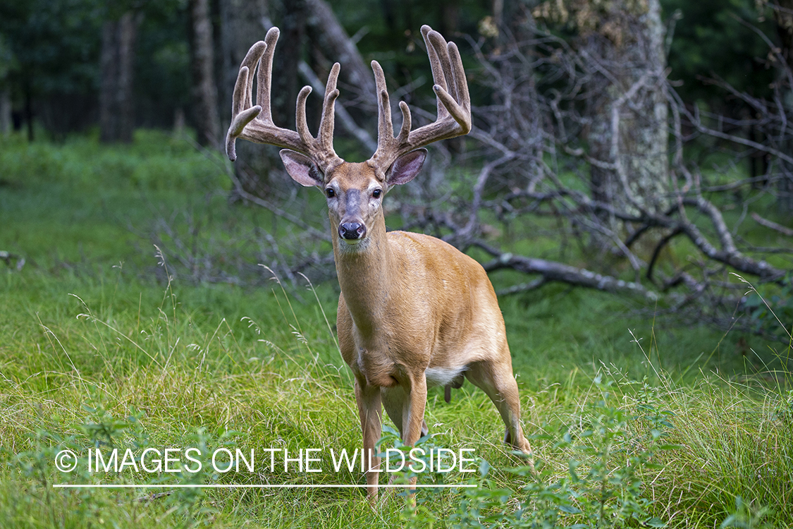 White-tailed buck in Velvet.