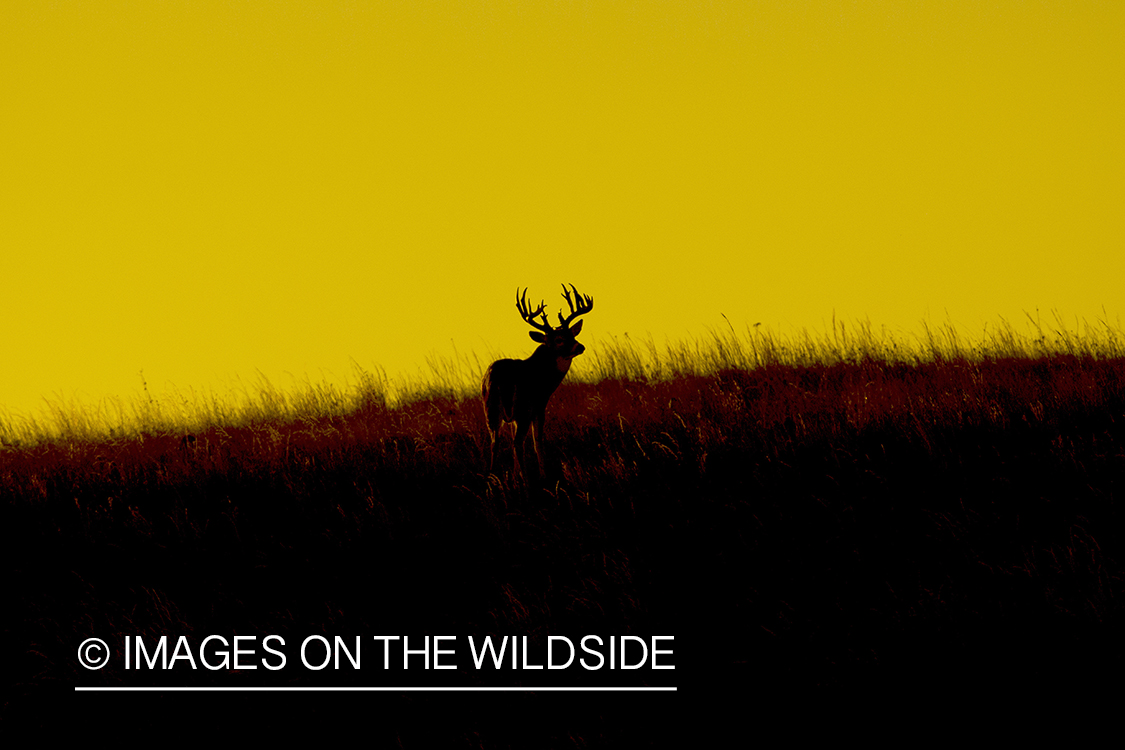 White-tailed buck in field.