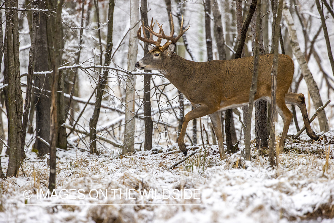 White-tailed buck in winter field.