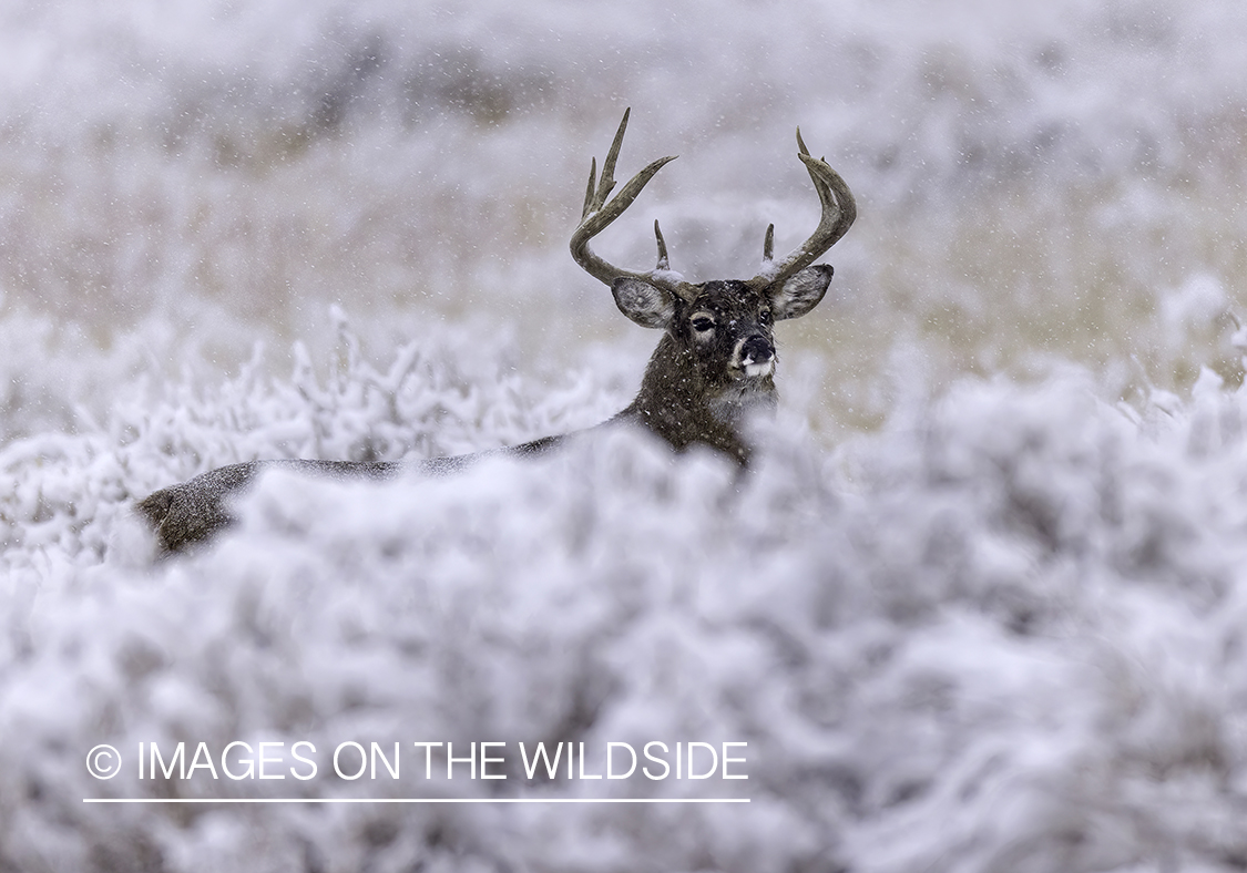 White-tailed buck in field.