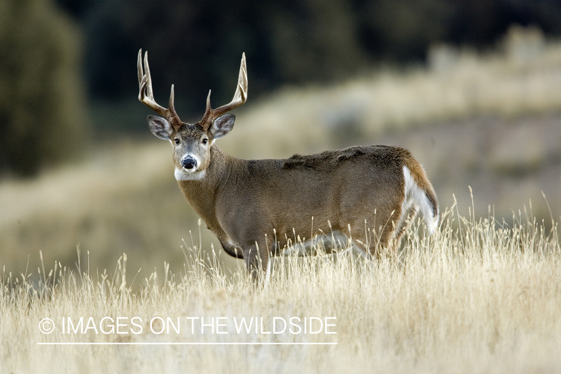 White-tailed deer in habitat