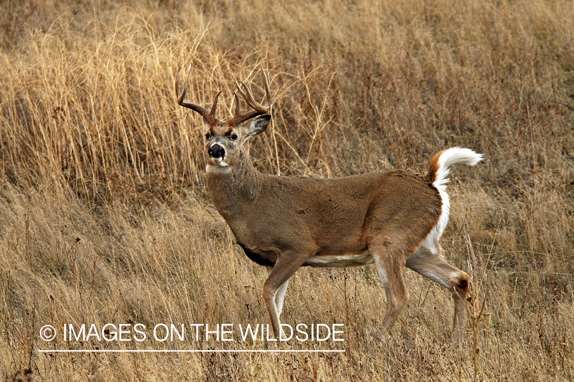 White-tailed deer in habitat