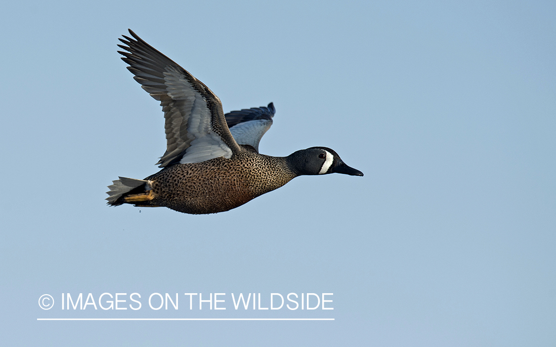 Blue-winged Teal in flight.