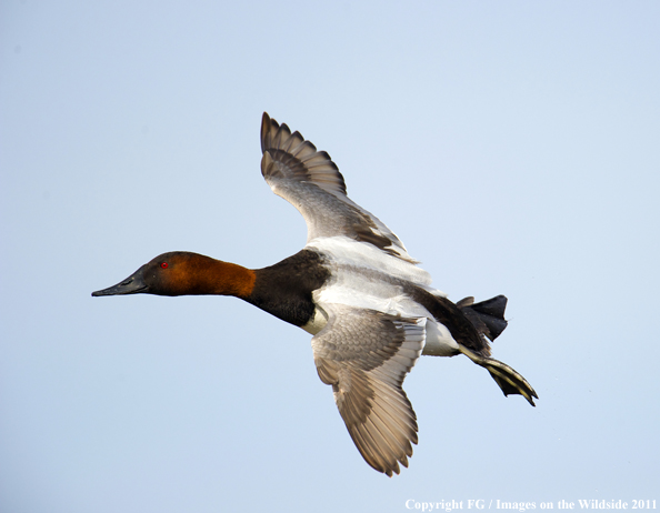 Canvasback in flight. 