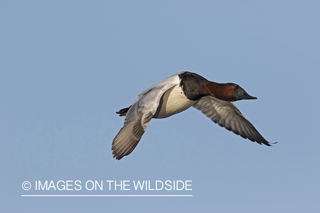 Canvasback in flight.