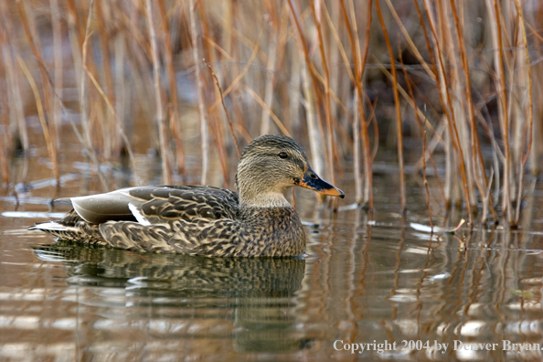 Mallard hen on ice.