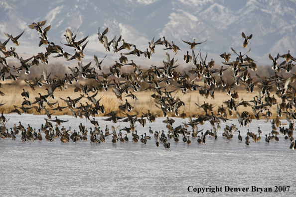 Mallard flock