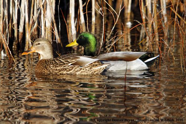 Mallard drake and hen on the water