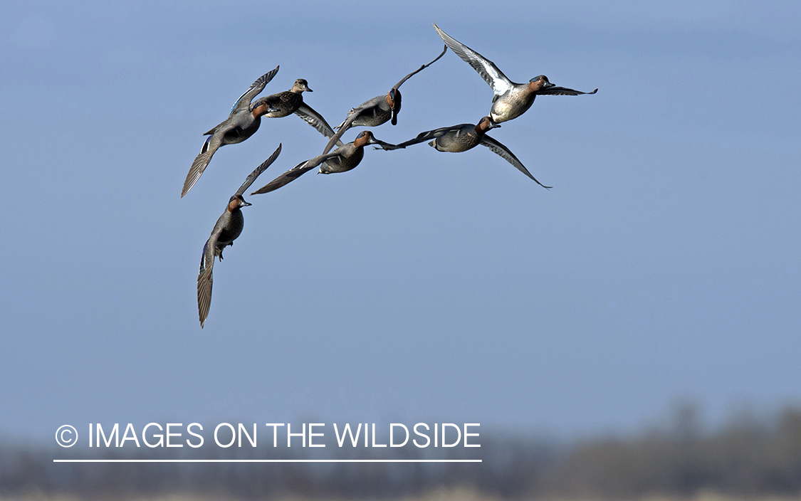 Green-winged Teal flying together.