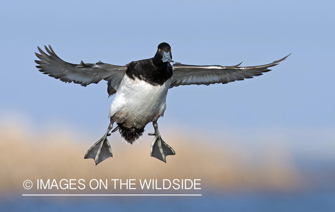 Lesser Scaup in flight.