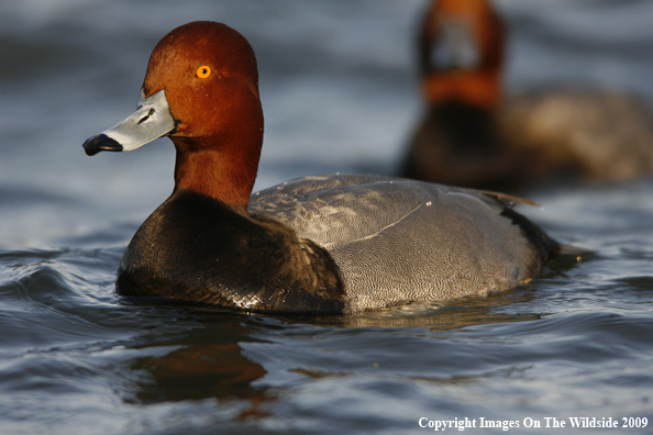 Redhead Drake