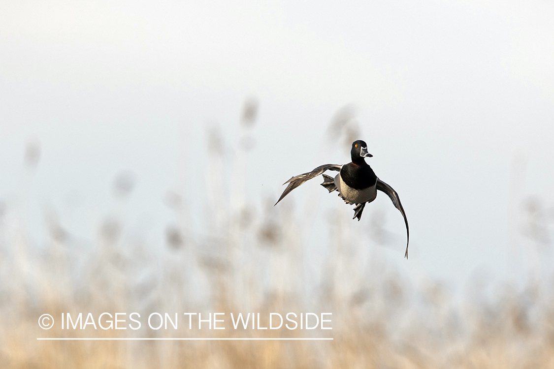 Ring-necked drake in flight.