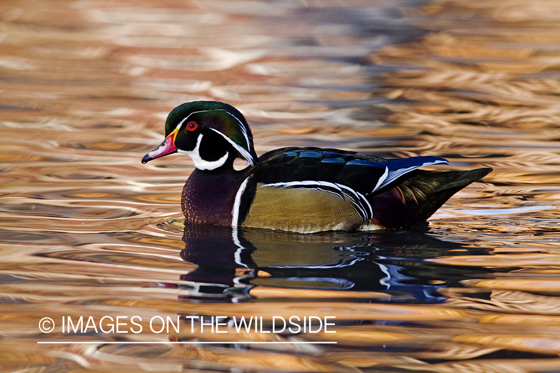 Wood Duck drake in habitat. 