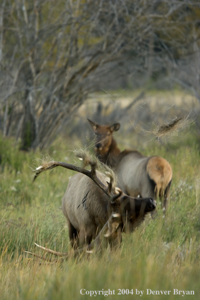 Aggressive Rocky Mountain bull elk in habitat.  Cow elk in background.