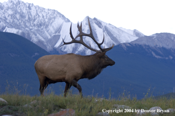 Rocky Mountain bull elk in habitat.