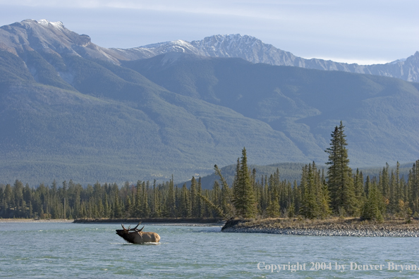 Rocky Mountain bull elk crossing river.