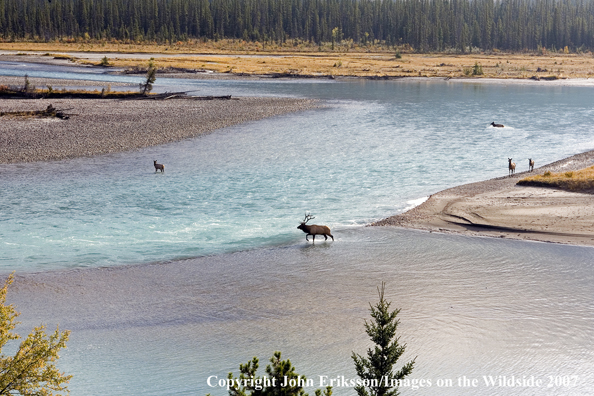 Elk in habitat