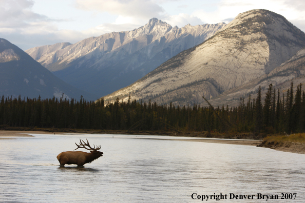 Rocky Mountain Elk crossing river