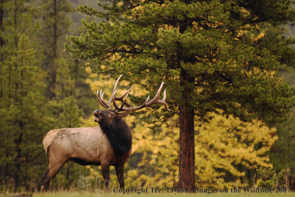 Rocky Mountain Elk bugling