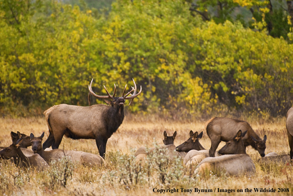 Rocky Mountain Elk in habitat