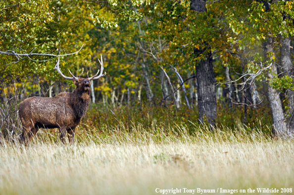 Bull Elk in field