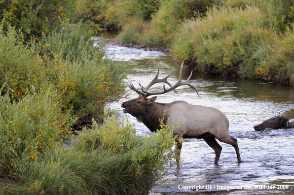 Rocky mountain bull elk.