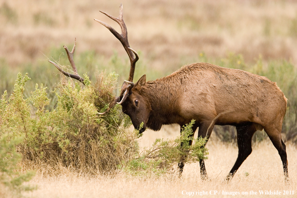 Bull elk in habitat. 