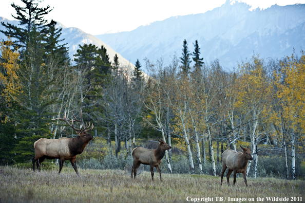 Rocky Mountain elk in habitat. 