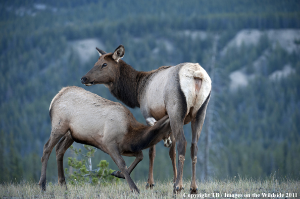 Cow elk with calf. 