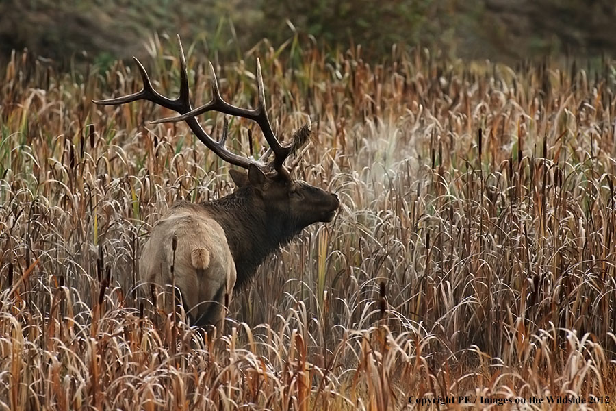 Rocky Mountain Elk in habitat.
