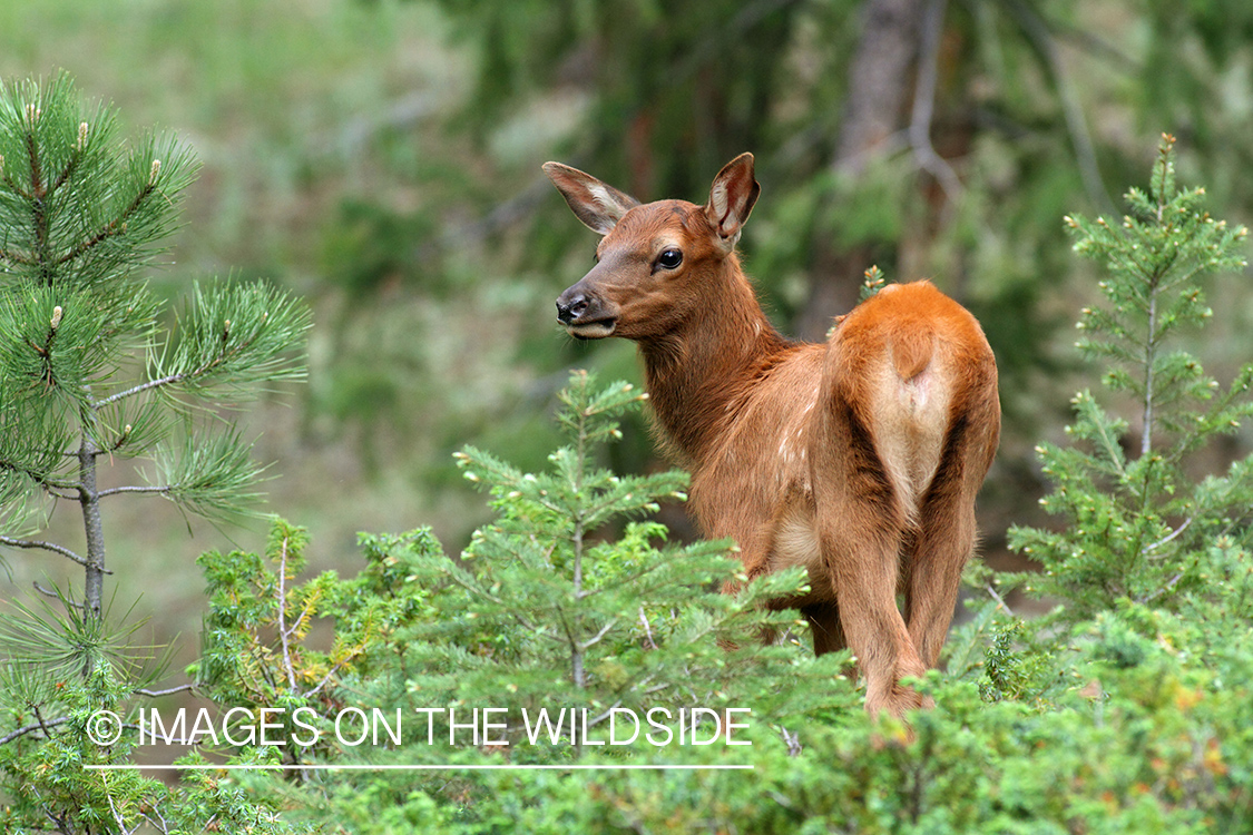 Rocky Mountain Elk calf in habitat.