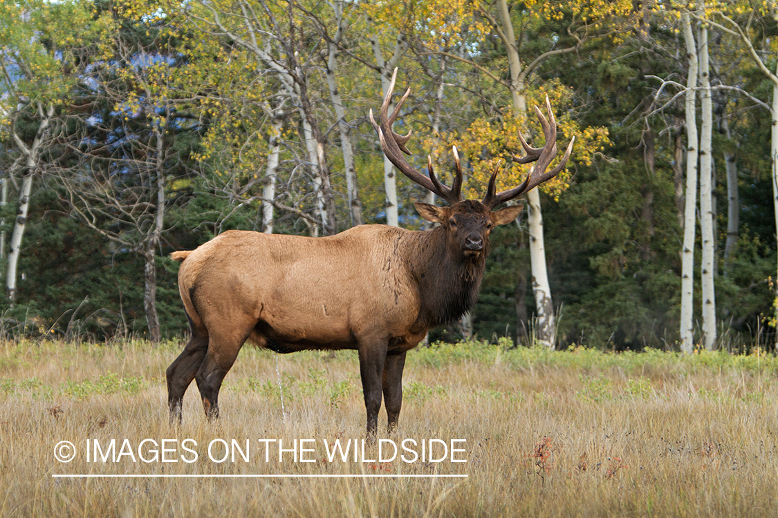 Rocky Mountain Bull Elk in habitat.