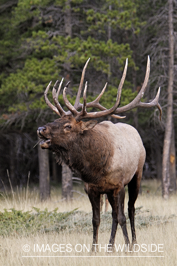 Rocky Mountain Bull Elk bugling in habitat.