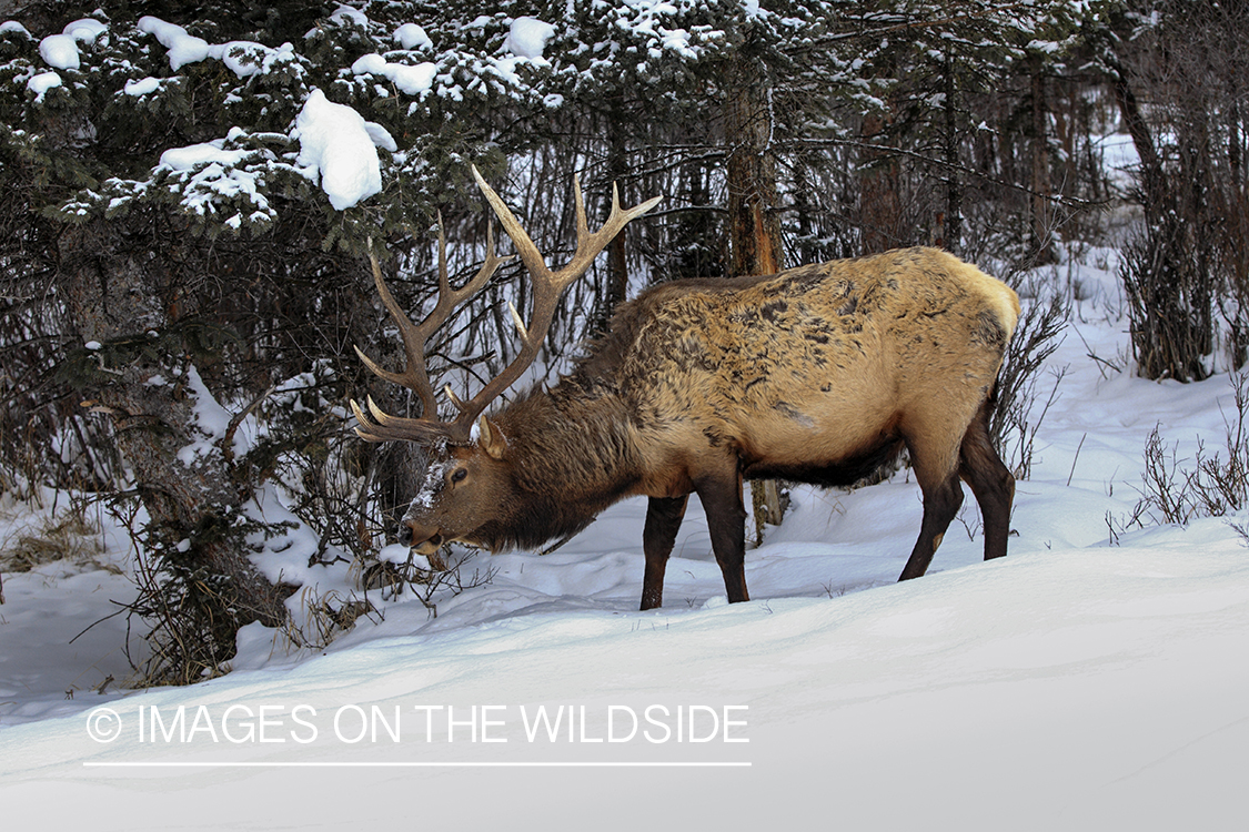 Rocky Mountain Bull Elk foraging in winter habitat.