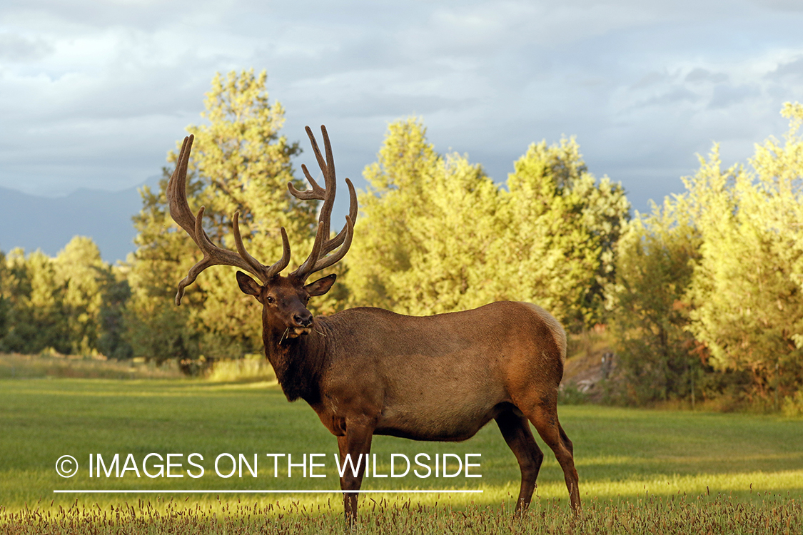 Bull elk in velvet.