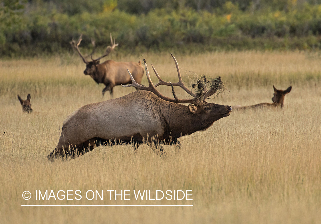 Bull elk charging through field.